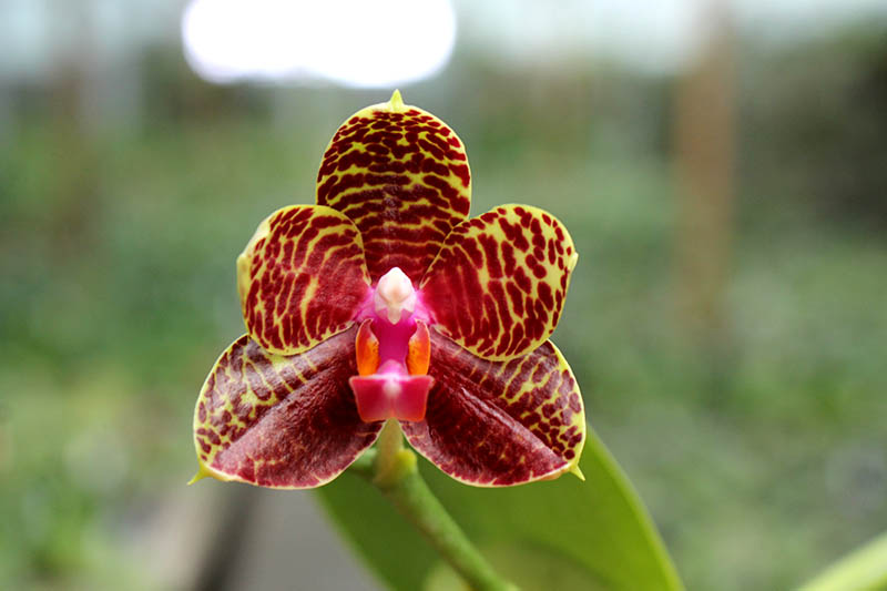 Phalaenopsis Sogo Pony x (Hymen x Sogo Kaiulani).jpg