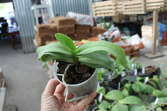 Phalaenopsis equestris x Renanthera matutina.jpg