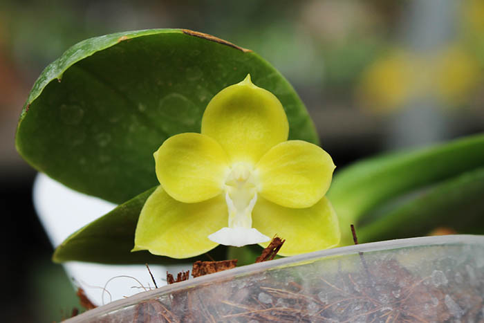 Phalaenopsis Su An Cricket 'SW'.jpg