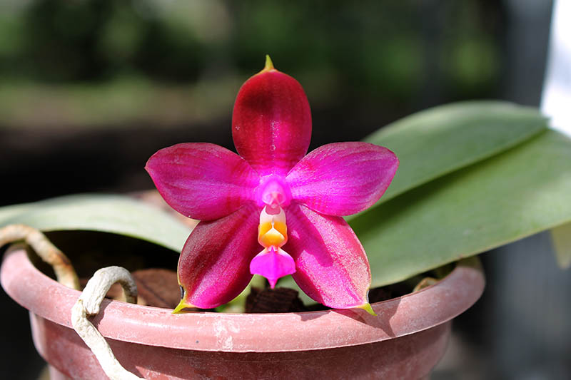Phalaenopsis Zheng Min Tyrannosaurus x Ld's Bear Queen.jpg