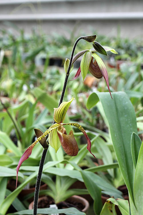 Paphiopedilum Julius Orchidfactory (rothschildianum x lowii).jpg