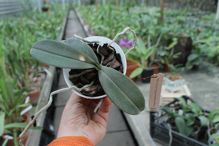 Phalaenopsis Sogo Fairyhood 'OK-82' x Leucorrhoda.jpg