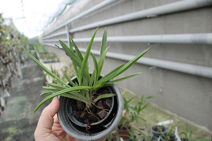 Tolumnia Jairak Firm 'Maroon'.jpg