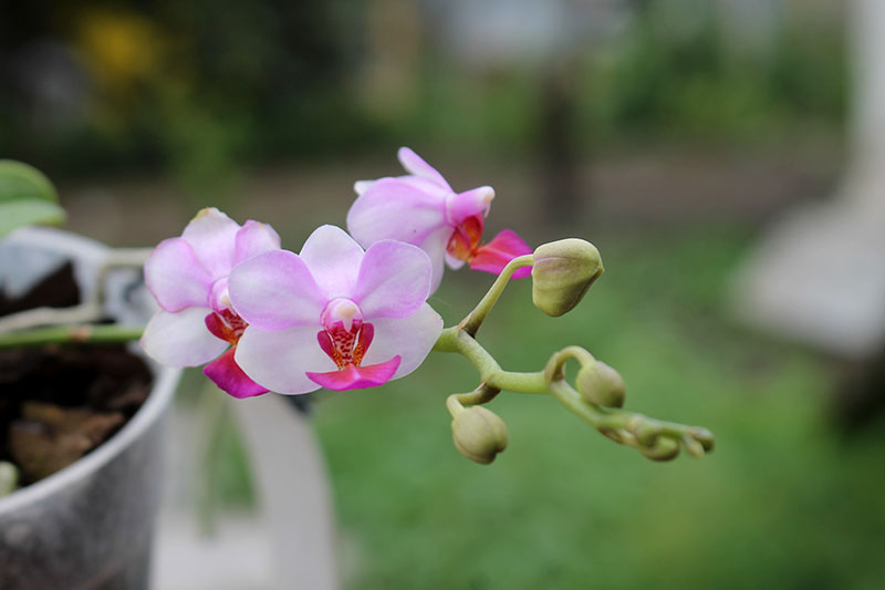 Phalaenopsis Liu's Berry 'SW'.jpg