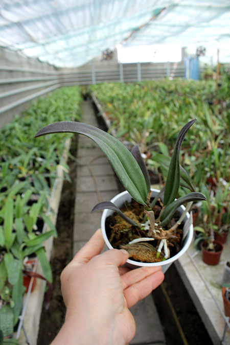 Brassocattleya Binosa 'Wabash Valley'.jpg