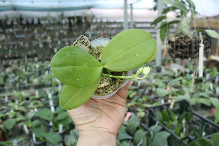 Phalaenopsis Joseph Wu Chameleon.jpg