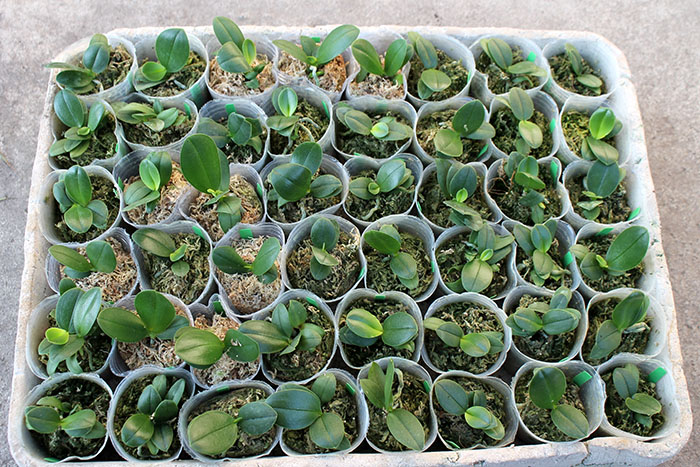 Phalaenopsis I-Hsin 'Spot Eagle'.jpg