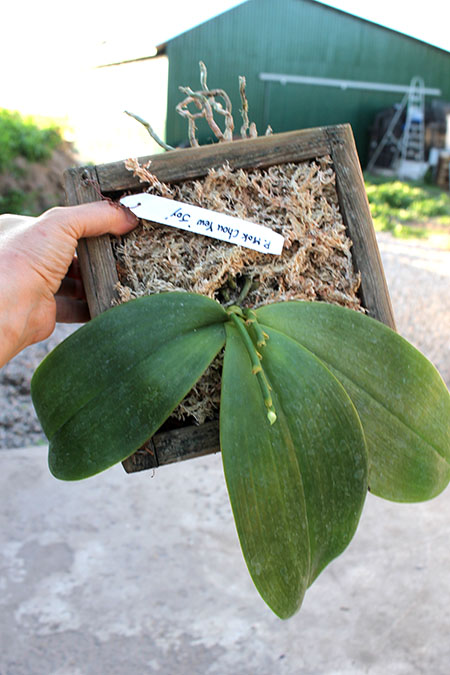 Phalaenopsis Mok Chou Yew 'Joy'.jpg