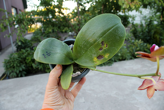 Phalaenopsis Mituo King 'Blood Spots'.jpg