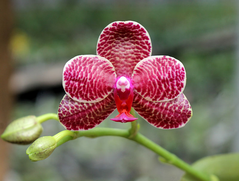 Phalaenopsis Yuda Red Blood x Chingruey's Fancy.jpg