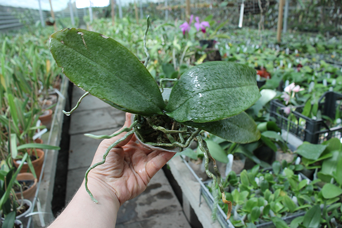 Phalaenopsis stuartiana x finleyi.jpg