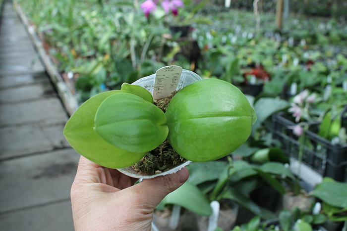Phalaenopsis Mituo Sun x Palace Reef.jpg