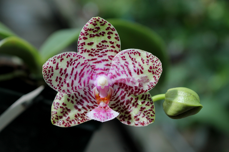Phalaenopsis Natasha 'Aiko'.jpg