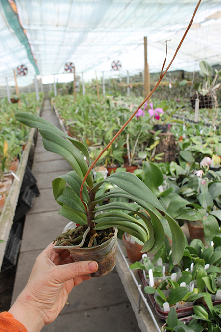 Renanthopsis Chienlung Sweet Girl.jpg