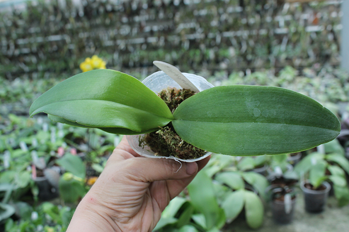 Phalaenopsis YangYang Gigan Cherry.jpg