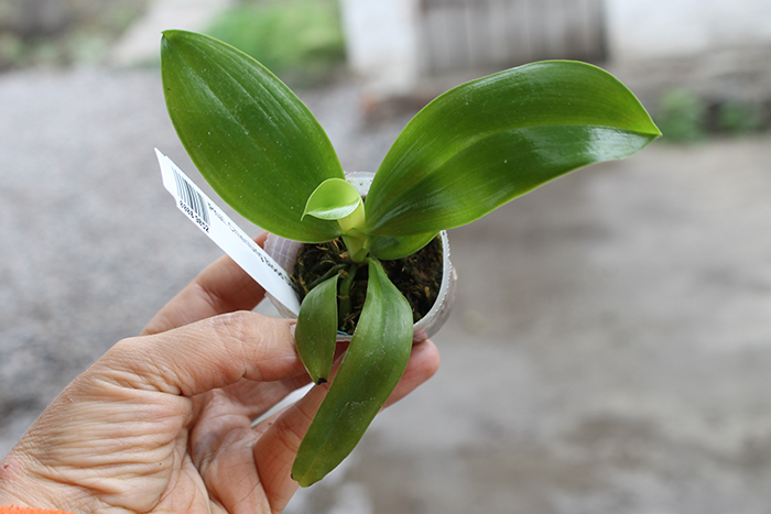 Chienlung Blood Diamond.jpg