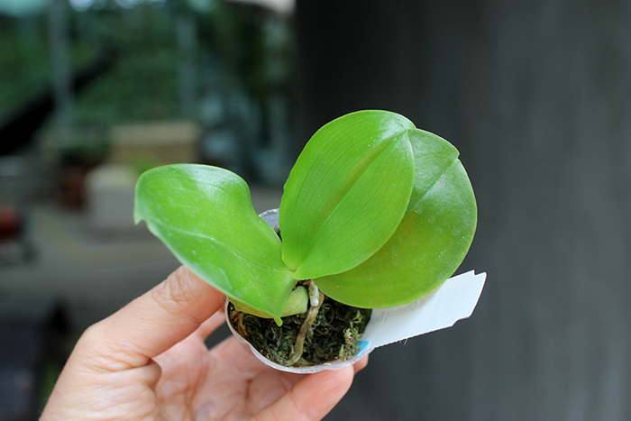 Phalaenopsis Chienlung Eagle King.jpg