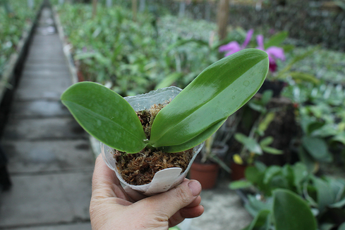 Phalaenopsis Joey x Samera indigo.jpg