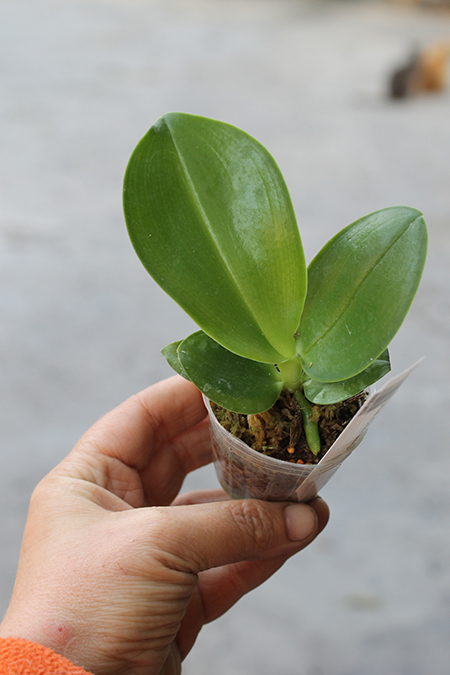 Phalaenopsis Chienlung Blood Diamond.jpg