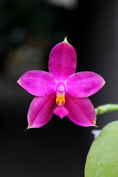 Phalaenopsis Mituo Coral Mambonosa x LD's bear Queen.jpg