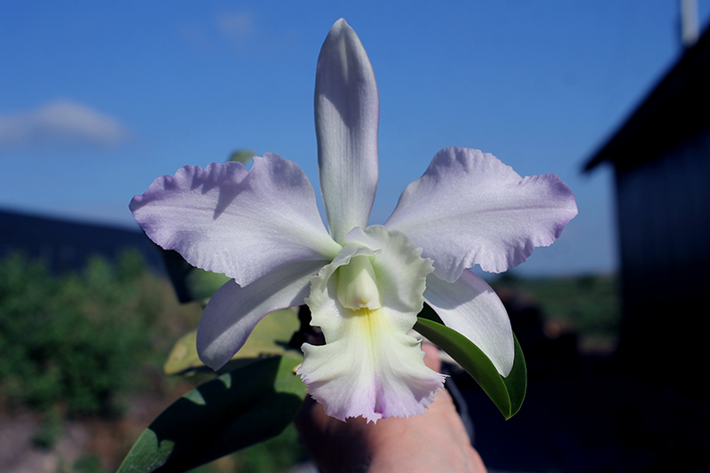Brassocattleya Cynthia (Brassavola digbyana x Cattleya walkeriana).jpg