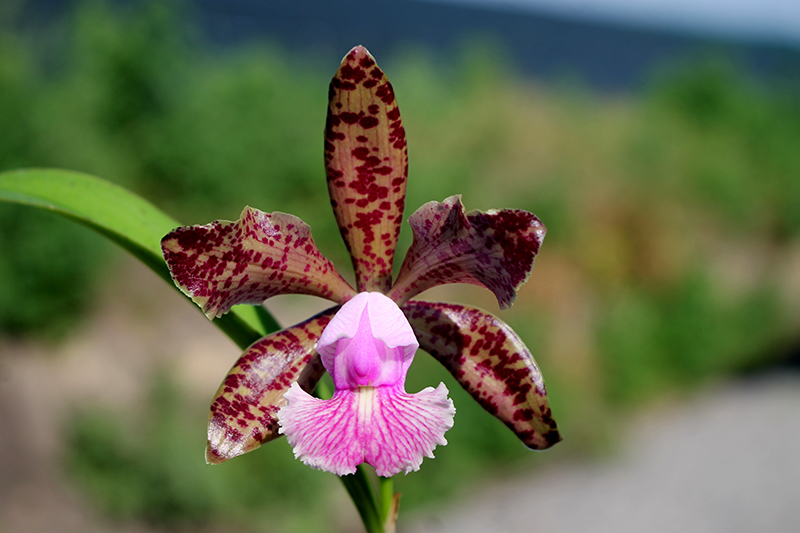 Cattleya Little Seagull.jpg