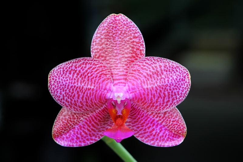 Phalaenopsis Mituo Sun 'Mituo #1' x Ld's Bear King 'YK-14'.jpg