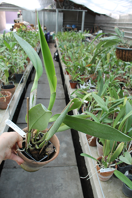 Rhynchosophrocattleya Mormilani Jewel 'Chunfong'.jpg