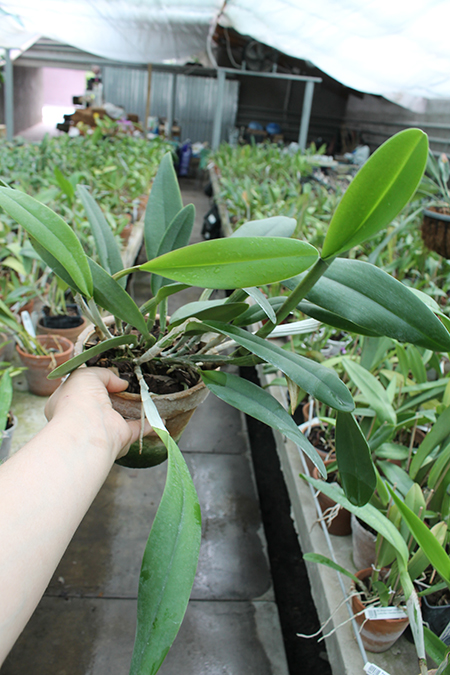 Rhyncholaeliocattleya King Harold x intermedia.jpg