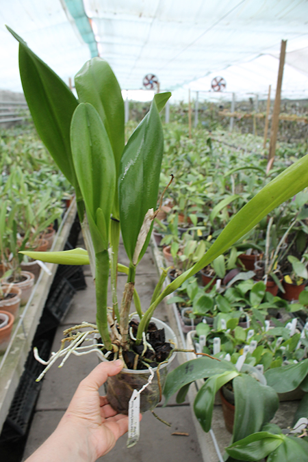 Potinara Chief Sweet Orange 'Sweet Orange'.jpg