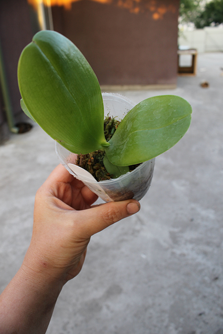 Phalaenopsis Mituo Sun x Palace Reef.jpg