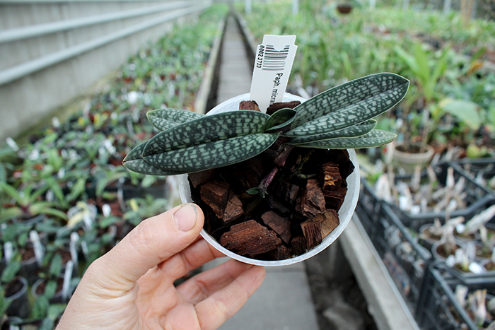 Paphiopedilum micranthum.jpg