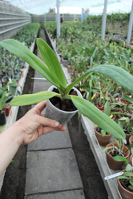 Paphiopedilum supardii.jpg