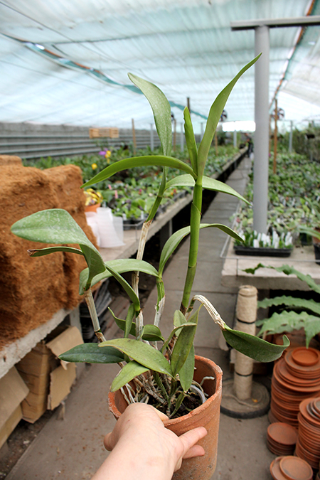 Cattleya Chian-Tzy Loddisong 'Summer Beauty'.jpg