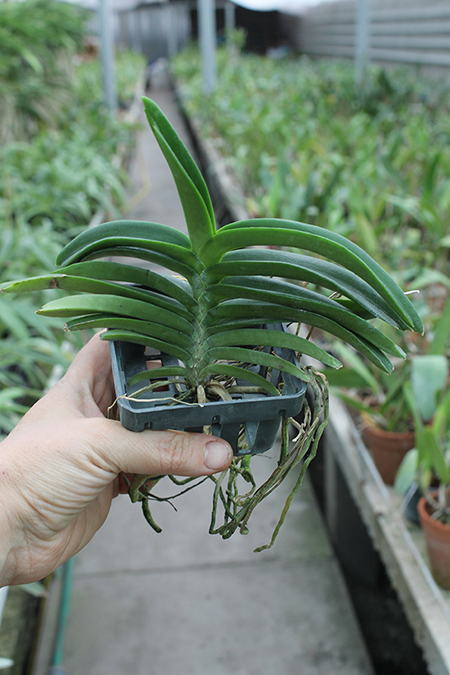 Ascocentrum curvifolium.jpg