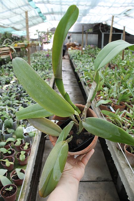 Cattleya labiata tipao 'Rodrigues' x Cattleya labiata tipo 'Cara Grande'.jpg