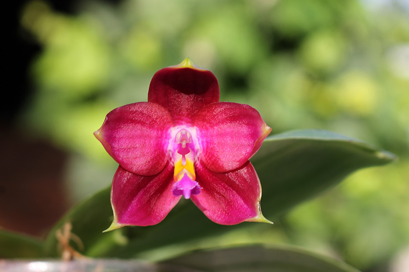 Phalaenopsis Sogo Pony x (Hymen x Sogo Kaiulani).jpg