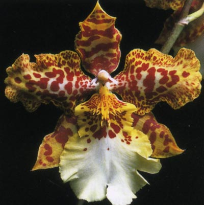 Odontocidium Gold Bar.jpg