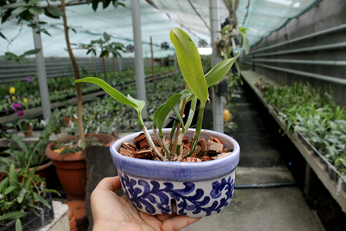 Laeliocattleya Imperial Charm 'Sato'.jpg