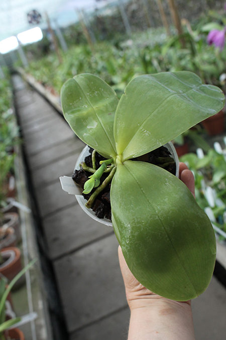 Phalaenopsis bellina 'Red Apple' x bellina.jpg