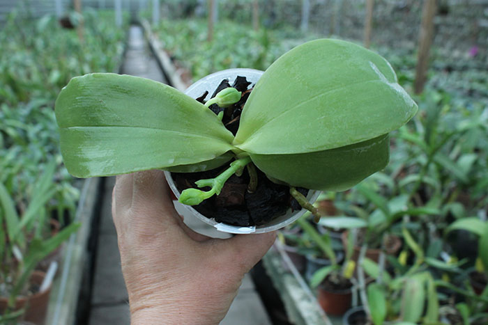 Phalaenopsis bellina '#20' x Joshua Irwin Ginsberg 'Su Weay'.jpg