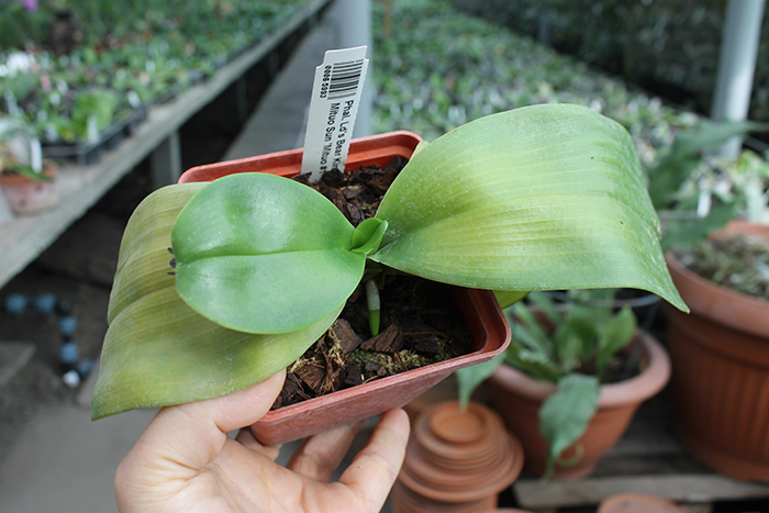 Phalaenopsis Ld's Bear King 'YK-14' x Mituo Sun 'Mituo #1'.jpg