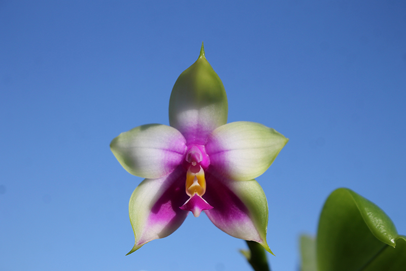 Phalaenopsis LD Purple Bear x bellina.jpg