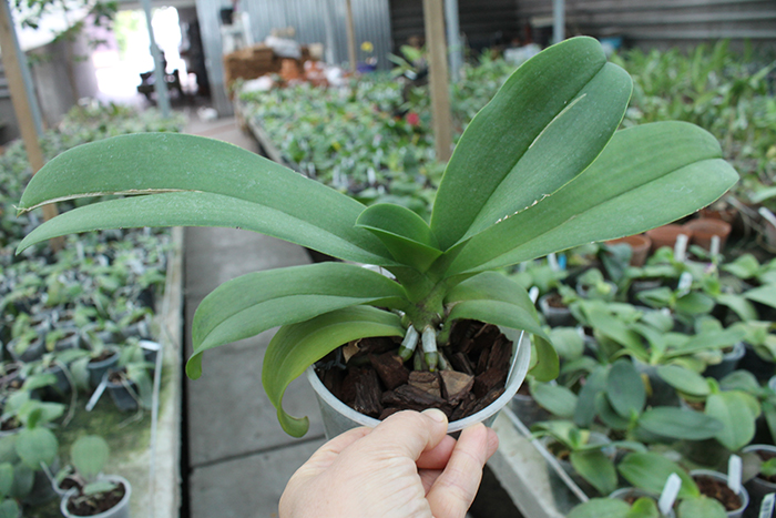 Doritaenopsis Lius Sakura.jpg