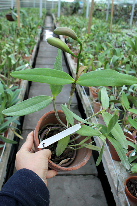 Cattleya forbesii.jpg