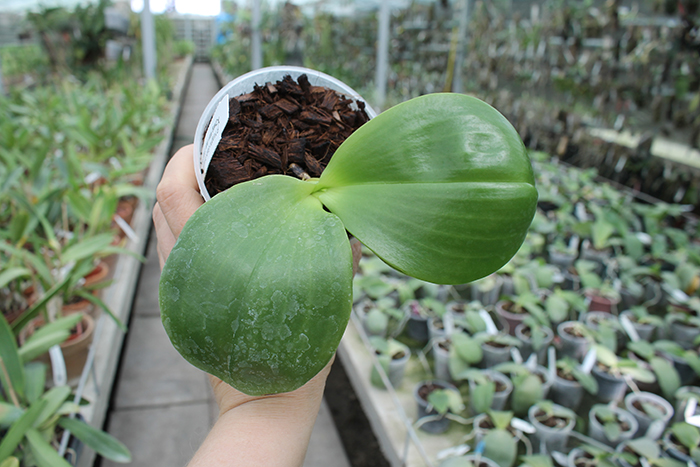 Phalaenopsis Yungho Gelb Canary 'Joseph' x Chang Maw Jade 'Eddy's Snow'.jpg