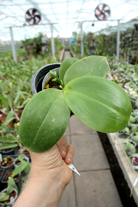 Phalaenopsis Ld's Bear King 'YK-7' x Ld's Bear Queen ' Mituo #3'.jpg