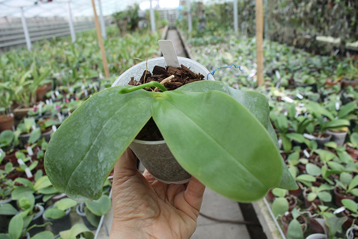 Phalaenopsis Samera 'Blue'.jpg