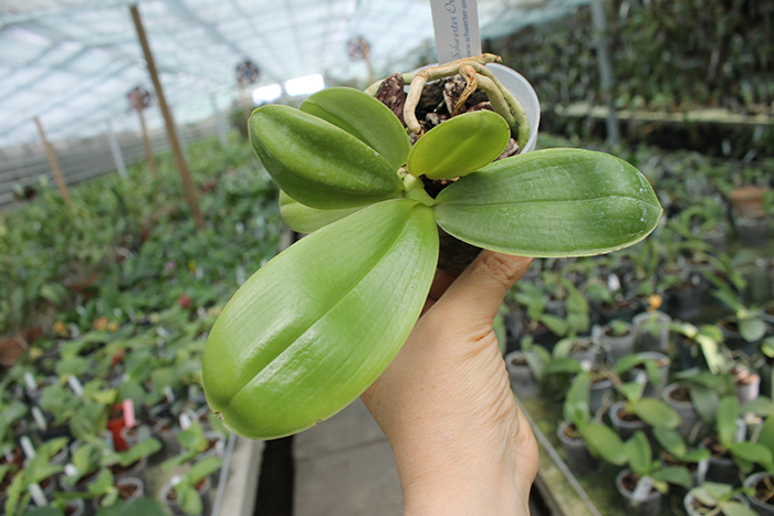 Phalaenopsis Kungs Princess x gigantea.jpg