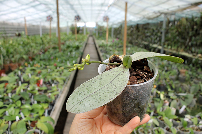 Phalaenopsis celebensis x mannii.jpg